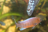 /album/fotogaljerjeja/labeotrofeus-chilumba-jpg/